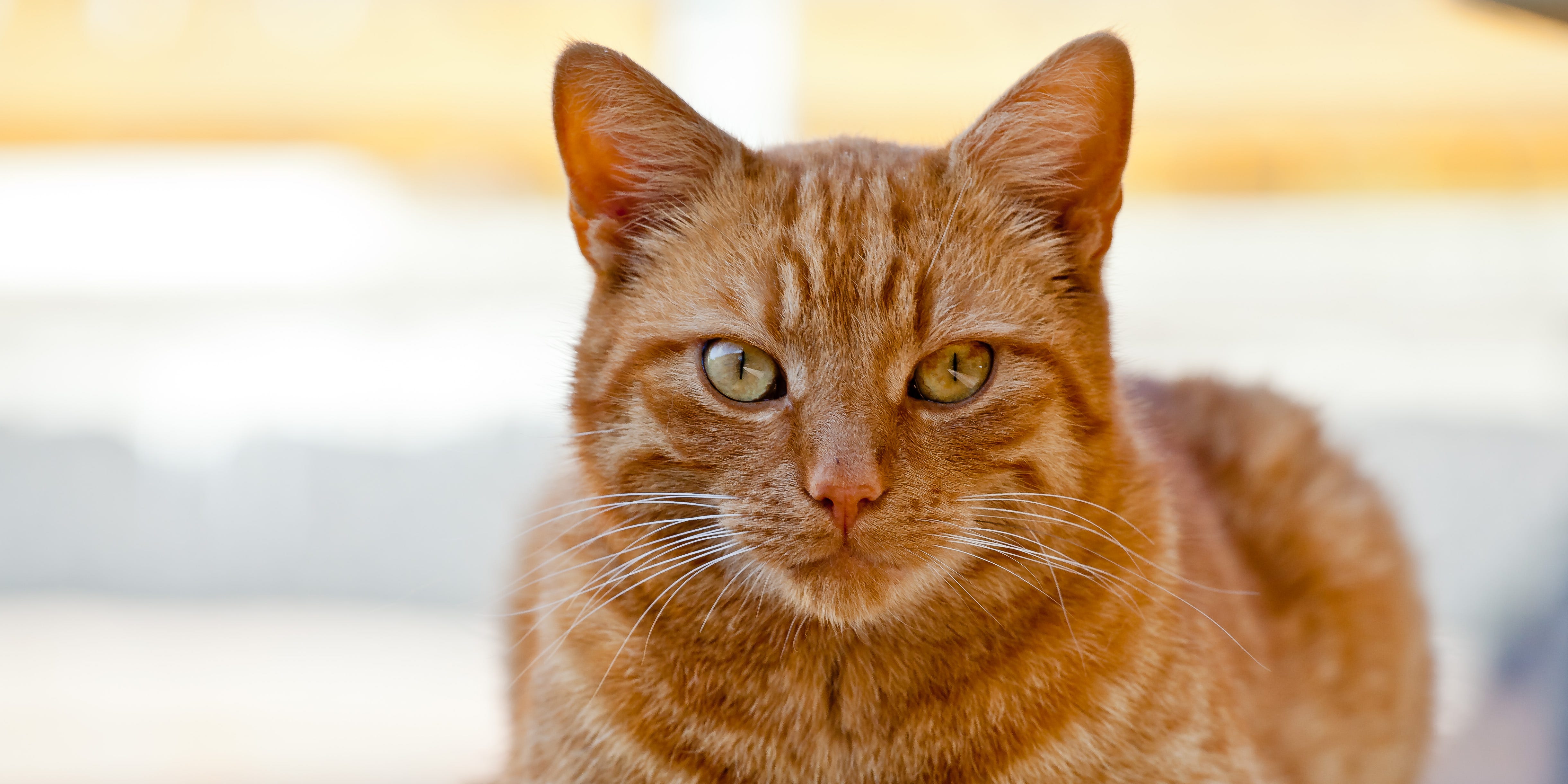 cat dinner joke explanation