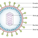 US Trending News: What You Need to Know About the ‘Virus’ Movie: Plot, Cast, and Release Details