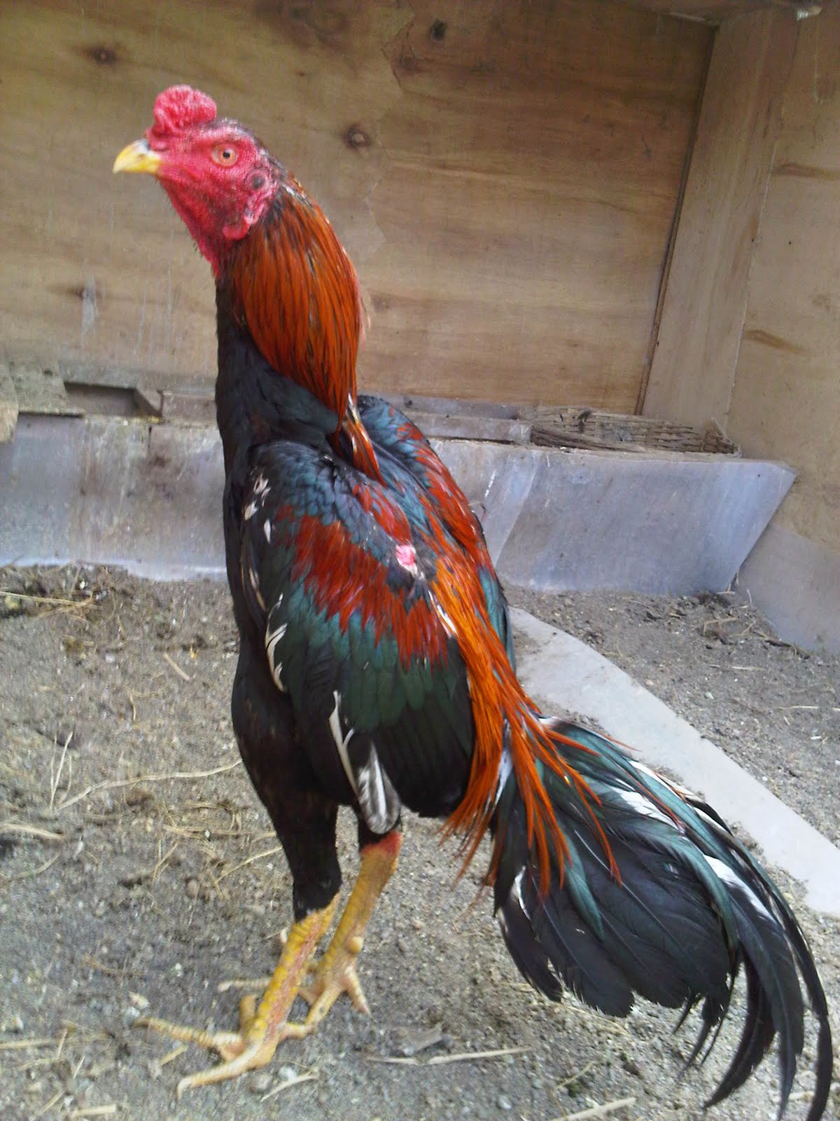 Ayam Popcorn Crispy dalam kotak plastik