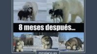 meme imagenes divertidas de animales con frases 1406788851