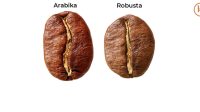 perbedaan-robusta-dan-arabika-kopitem-edit-1.jpg