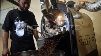 produksi-kopi-arabika-di-papua-11pft-dom.jpg